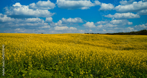 Yellow canola field and blue sky in Alberta, Canada.