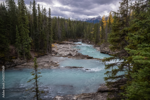 Canadian Rockies glacier river with pine trees and snow caped mountains
