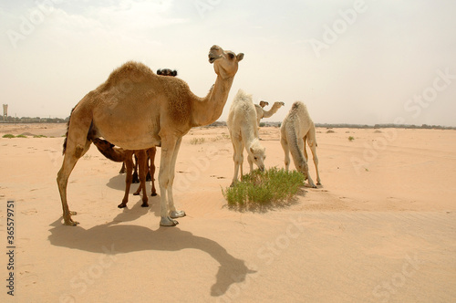 Camel in the desert wildlife