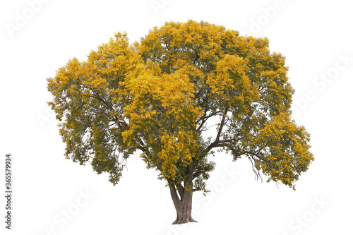 Autumn tree during fall season which foliage has turn from green to yellow isolated on white background for autumn design usage