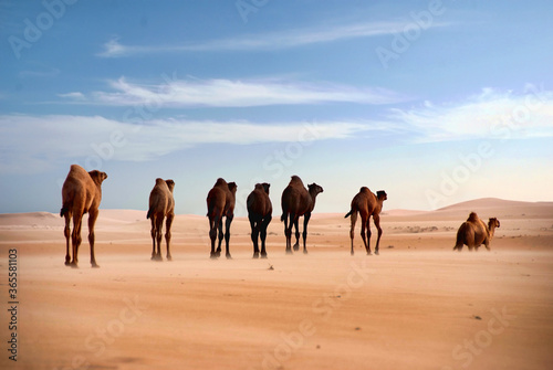 Camels in the desert wildlife