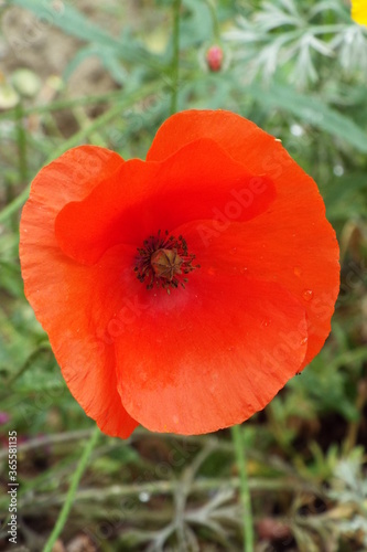 traditional orange poppy flower © Jennie