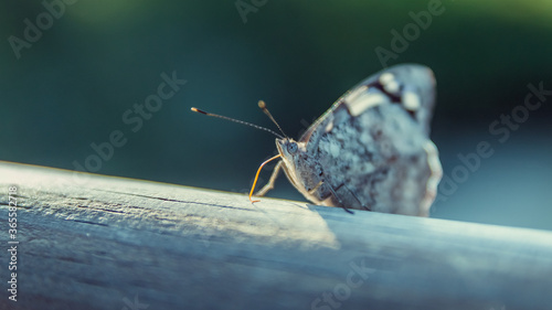 Plano detalle de una mariposa silvestre posada sobre una baranda en el Parque Nacional Iguazú photo
