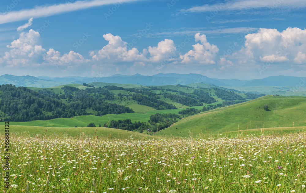 Rural landscape. Picturesque hills and valley, mountain view. Summer blooming meadow, beautiful sky.