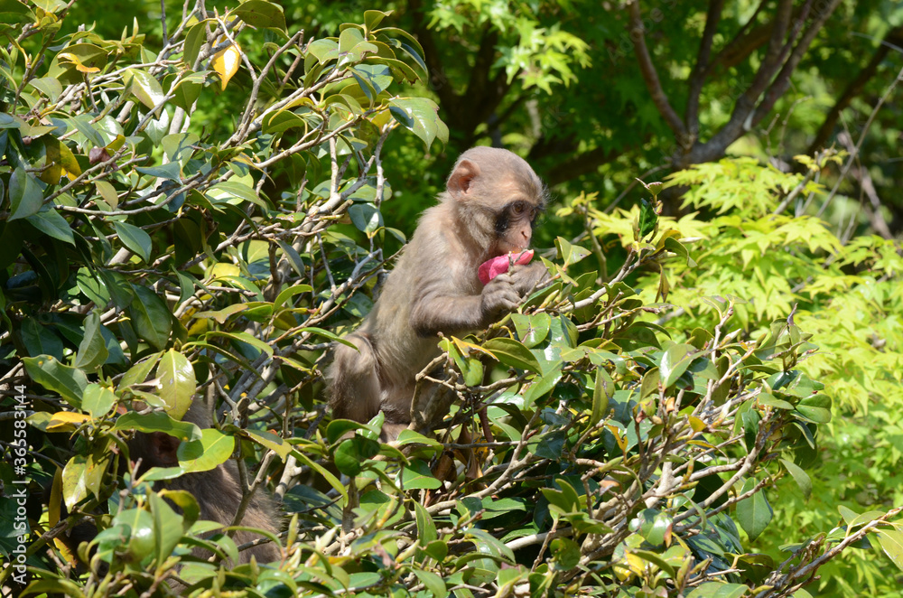 Obraz premium サル