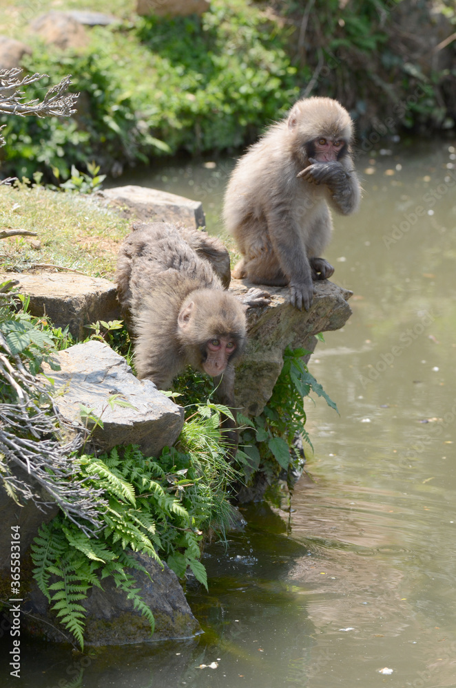 Obraz premium サル