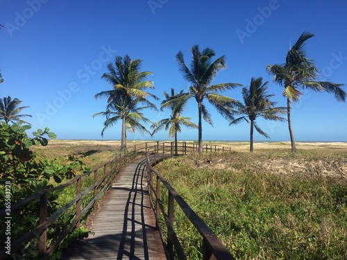
Coconut palms on Atalaia beach in Sergipe photo
