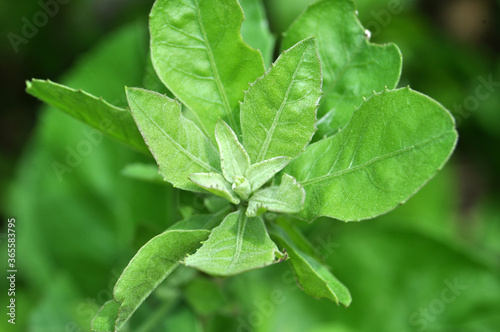 Pluchea indica is a species of flowering plant in the aster family, Asteraceae