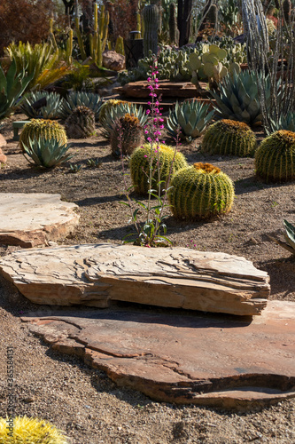 Botanical cactus garden with slate stones and flowers