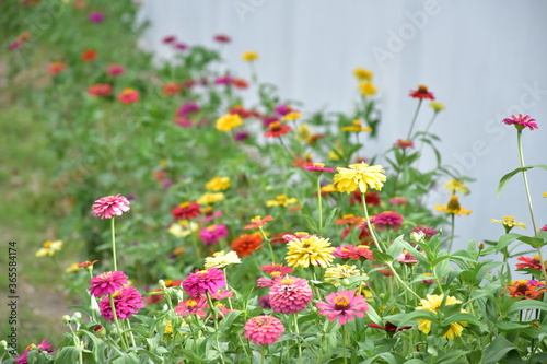 Zinnia flowers with natural blurred background.