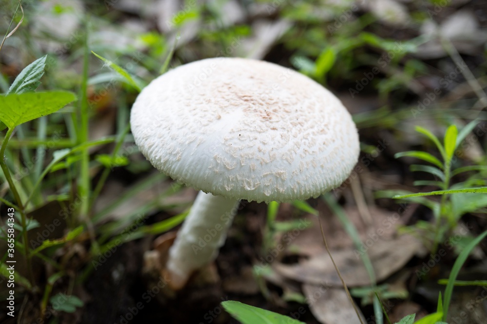 キノコ/白いフクロツルタケを斜め上からアップ/Amanita volvata キノコ/白いフクロツルタケを斜め上からアップ/Amanita volvata