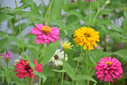 Zinnia flowers with natural blurred background.