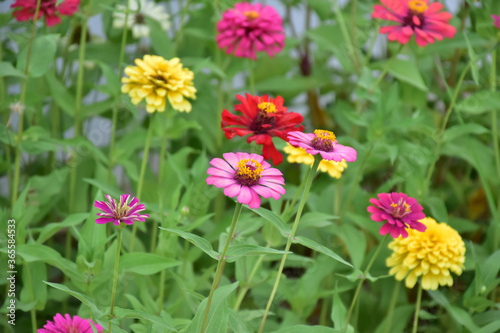 Zinnia flowers with natural blurred background.