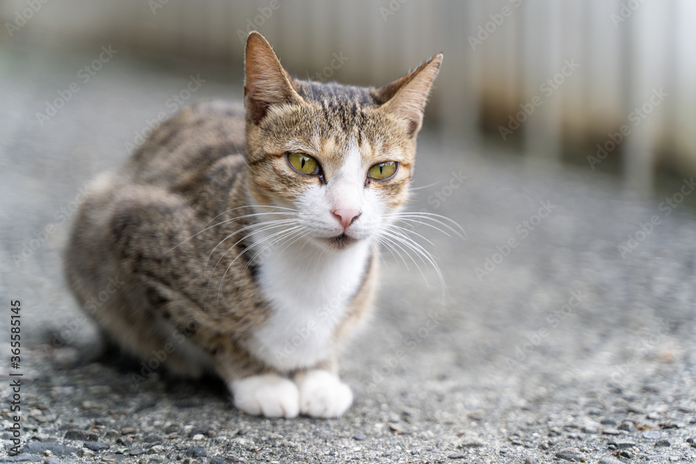 台湾にいた猫