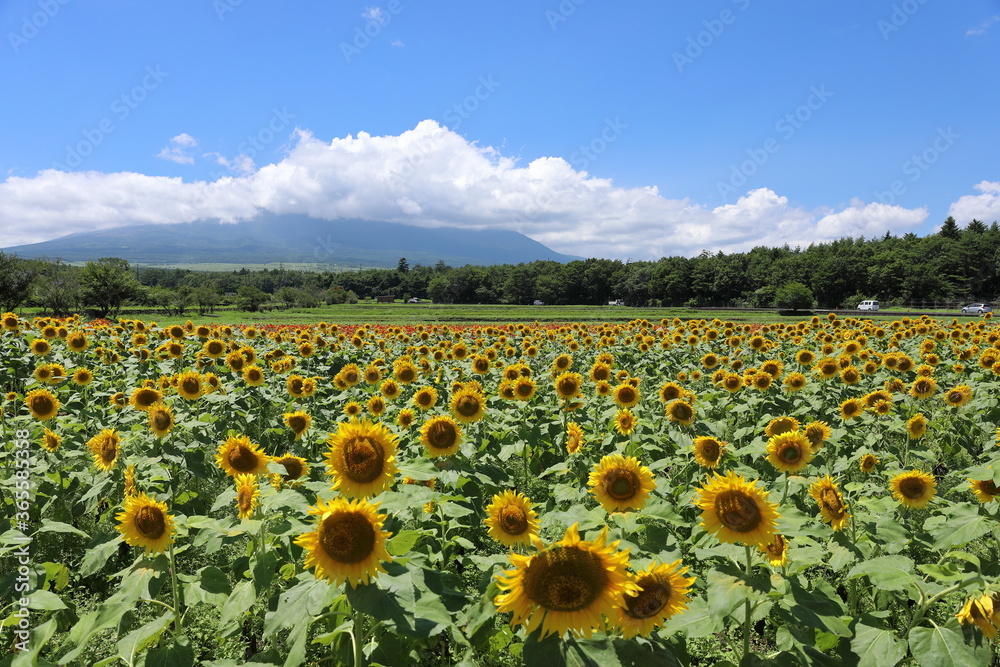 Obraz premium ひまわりと青空