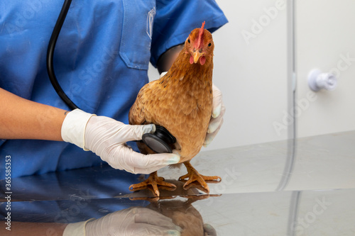 Veterinary doctor examining a mini chicken
