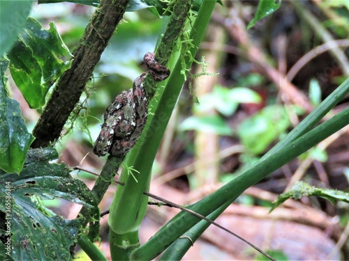 Fer de lance snake in Costa Rica photo