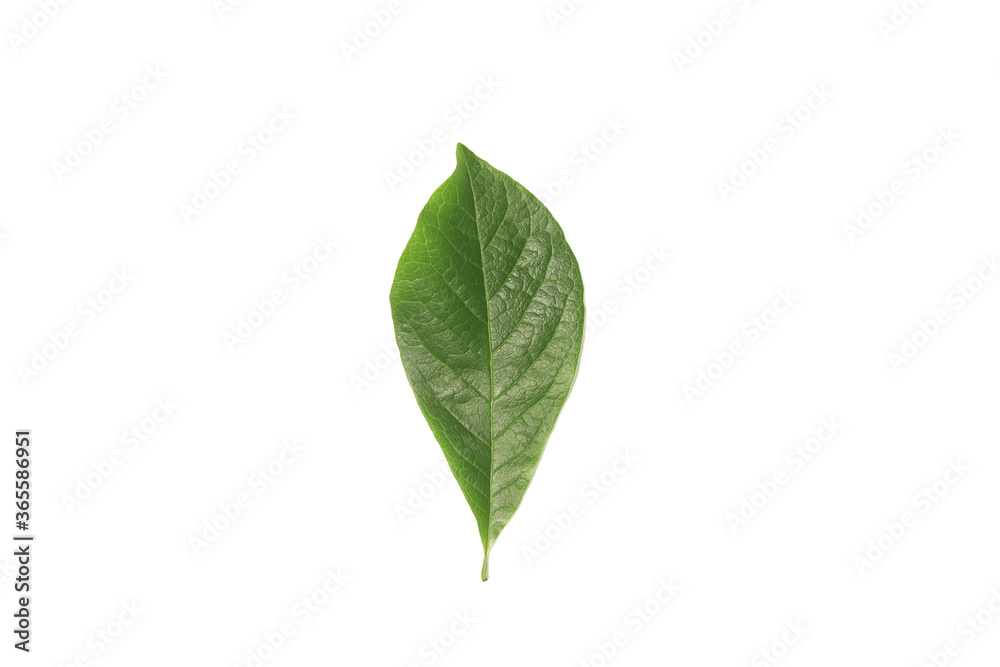 A green leaf on a white background A green leaf on a white background