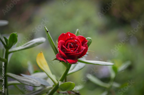 natural landscape with red roses