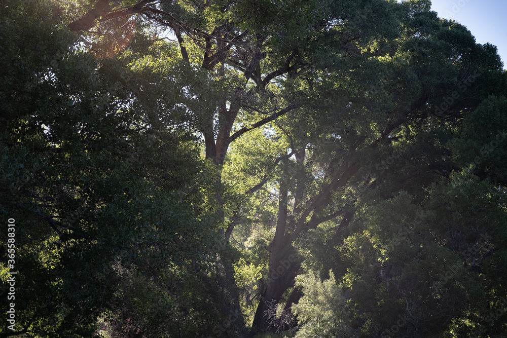 Obraz premium sunlight through trees