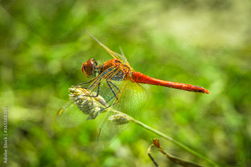 Red dragonfly body view on green natural background. Red dragonfly body view on green natural background.