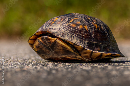 Turtle hiding while crossing the paved sidewalk