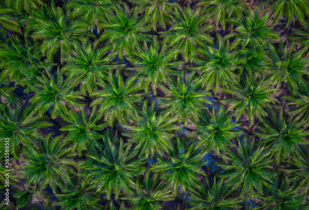 Aerial view of coconut farm in Samut sakhon province,Thailand. Aerial view of coconut farm in Samut sakhon province,Thailand.