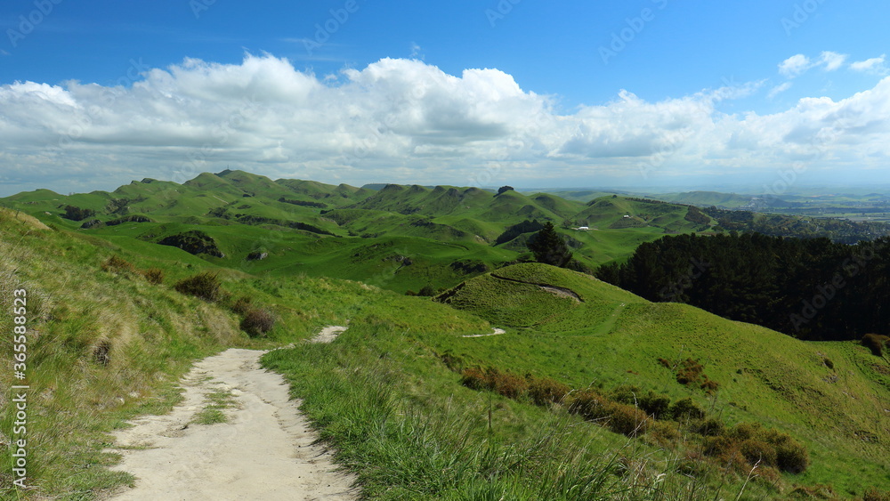 Scenic view along Karaka Wander walking track of rolling hills and native trees on Te Mata Park, Te Mata Peak, Hawke's Bay, New Zealand