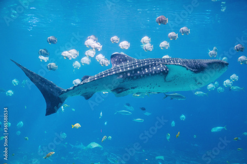 Whale shark swimming with friends at the aquarium. © Jason Schronce