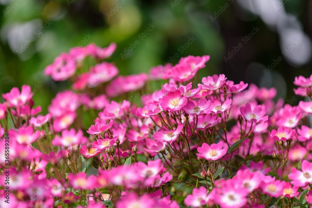Pink miniature roses flowers, single flower rose Pink miniature roses flowers, single flower rose