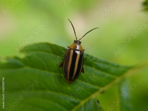 yellow ladybug on a leaf macro