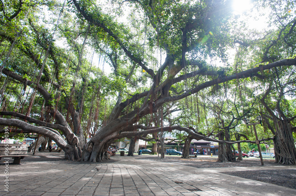 Big Banyan Tree in Lahaina, Maui, Hawai'i Big Banyan Tree in Lahaina, Maui, Hawai'i