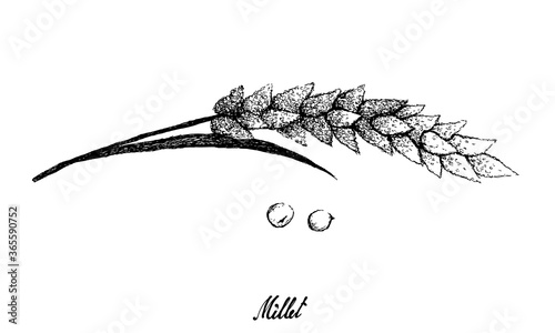 Illustration Hand Drawn Sketch of Bunch of Ripe Millets Isolated on White Background.
