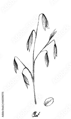 Illustration of Hand Drawn Sketch Fresh Oat Plant with Inflorescences Isolated on White Background.
