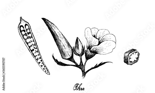Vegetable, Illustration of Hand Drawn Sketch Okra or Lady Finger Plants with Buds and Okra Baby Isolated on White Background.
