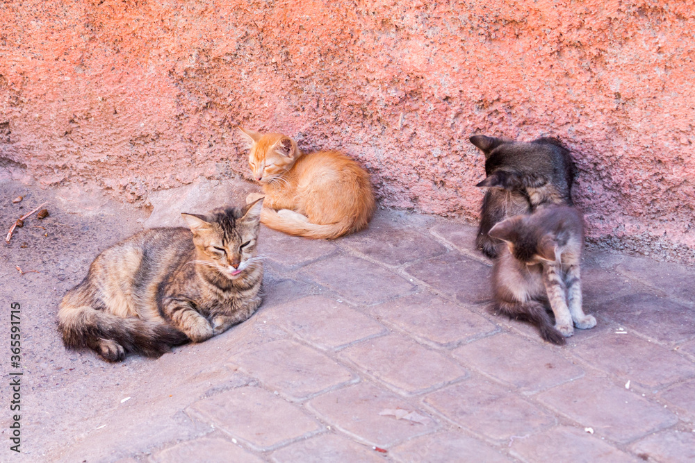 Stray cats on a street