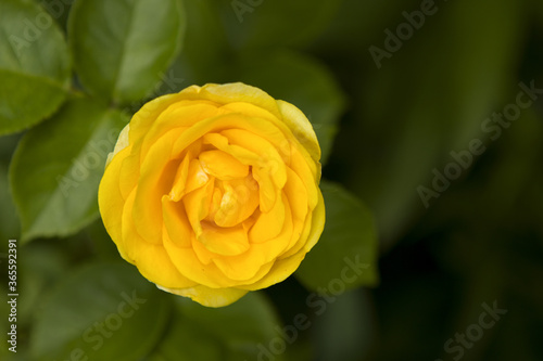 One small tender yellow rose among green leaves  amid a flowerbed  garden