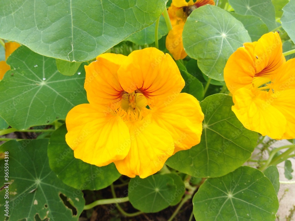 nasturcja (Tropaeolum majus) nasturcja (Tropaeolum majus)