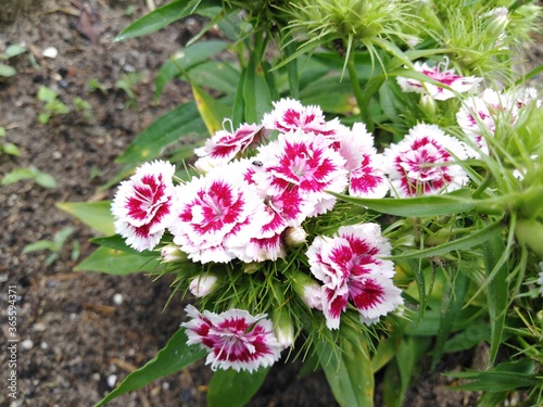 Go  dzik brodaty  Dianthus barbatus 