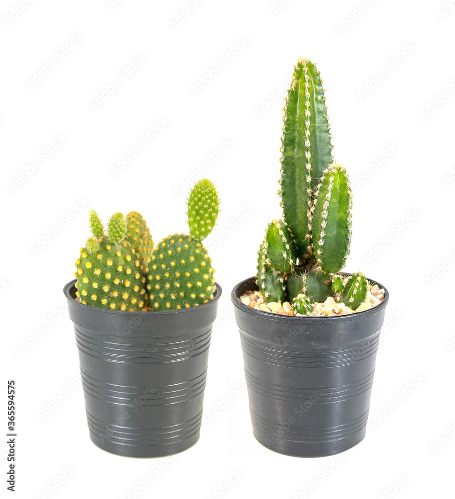 Two Small cactus in pot isolated on white background Two Small cactus in pot isolated on white background