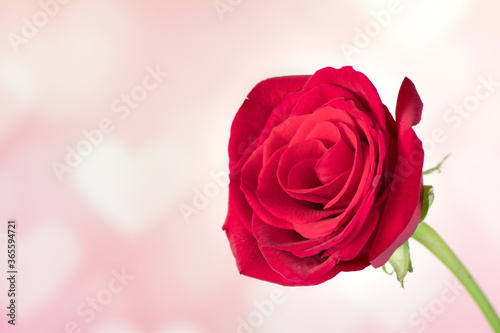 Red rose in bloom against beautiful background. Mother   s Day and Valentine   s Day concept.