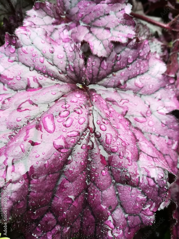 bright maroon and purple blooming Heuchera Forever Purple leaf close up