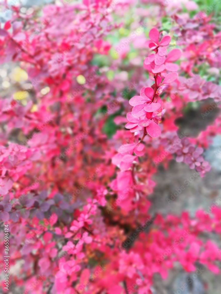 red twigs of barberry. flower wallpaper
