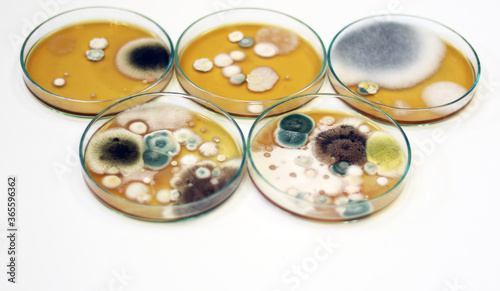 Malt Extract Agar in Petri dish using for growth media to isolate and cultivate yeasts, molds and fungal testing from clinical samples, investigation of environmental contamination source in air room.