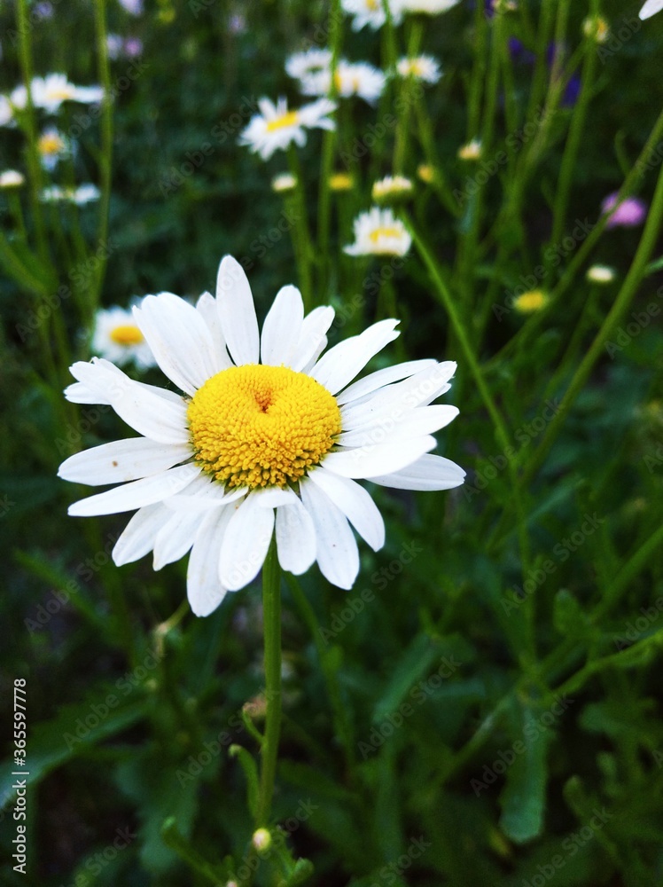 daisy in the grass daisy in the grass