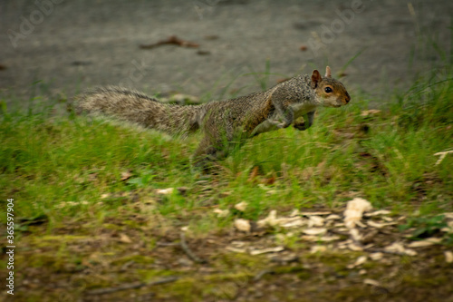 Gray squirrel hopping through the grass