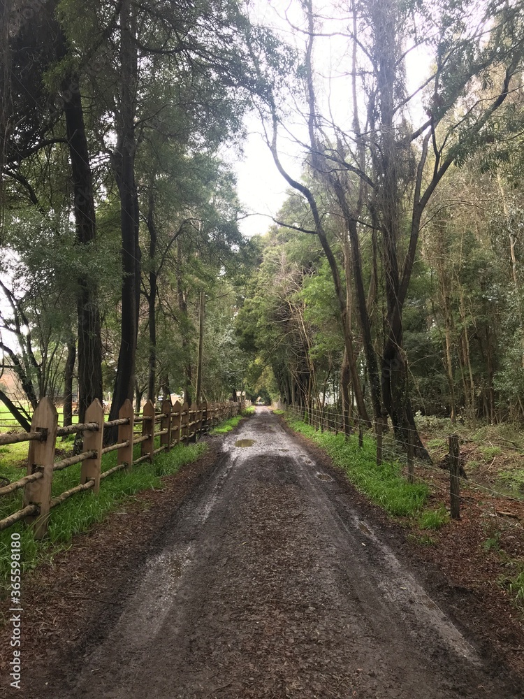 road in the woods