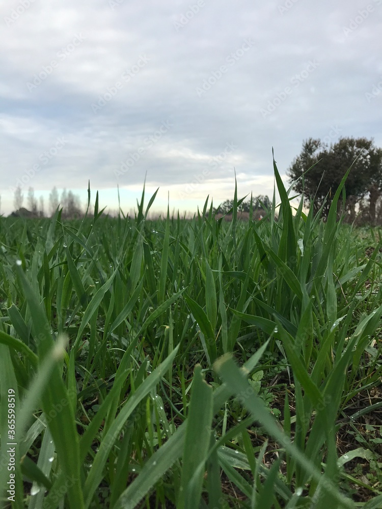 Fototapeta premium campo