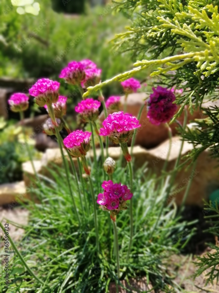 Tiny pink flowering Armeria on a stony garden Alpine slide among other dwarf plants and Coniferous Thuja on a Sunny summer day. Flower desktop Wallpaper Tiny pink flowering Armeria on a stony garden Alpine slide among other dwarf plants and Coniferous Thuja on a Sunny summer day. Flower desktop Wallpaper