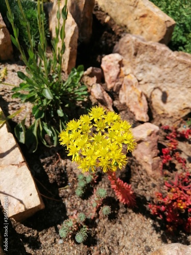 beautiful yellow blooming Sedum close up on a blurred background of a garden rocky Alpine slide with other red and green plants. Flower desktop Wallpaper